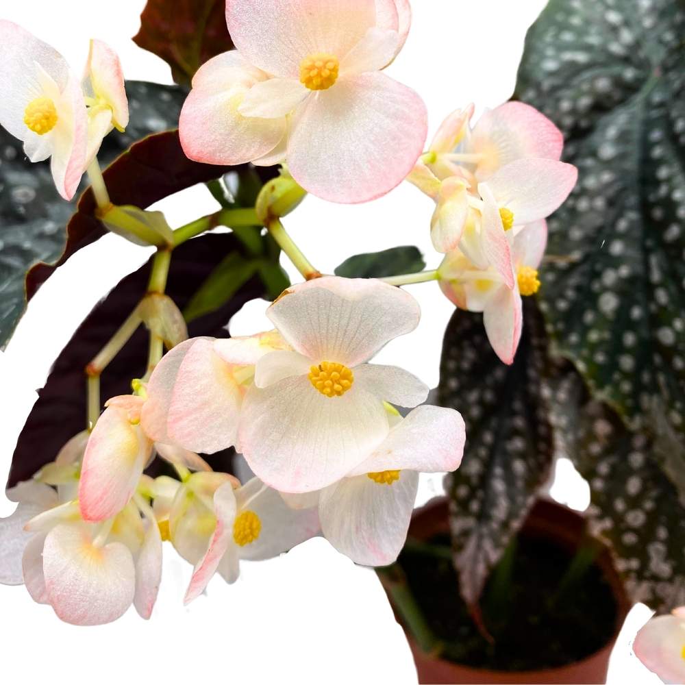 Harmony's Quasimodo Angel Wing Cane Begonia 6 inch Premium Hybrid