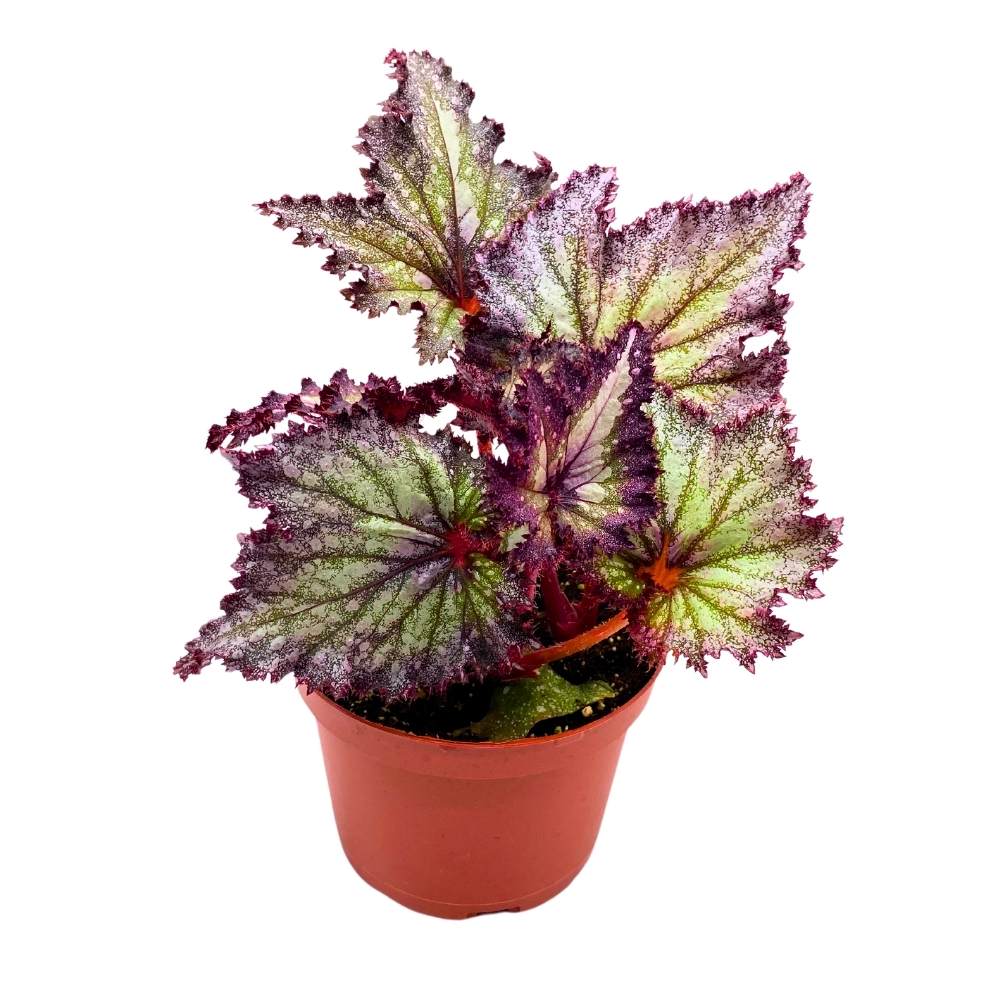 Harmony's Shooting Star Begonia Rex, 6 inch Purple with green spotty, Gnarly Glittery jagged leaf