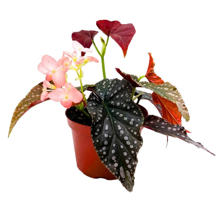 Harmony's Charisma Angel Wing, 6 inch Cane Begonia Huge Silver Tip Pink Flower Polkadots Jagged