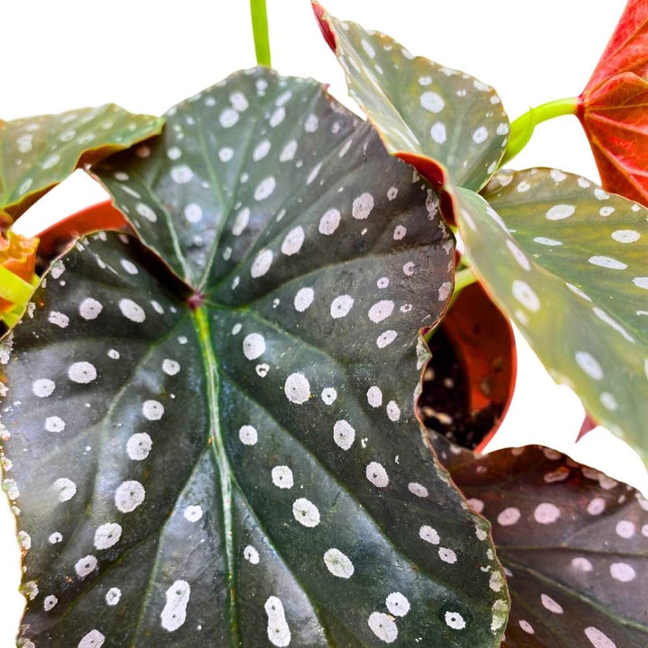 Harmony's Charisma Angel Wing, 6 inch Cane Begonia Huge Silver Tip Pink Flower Polkadots Jagged