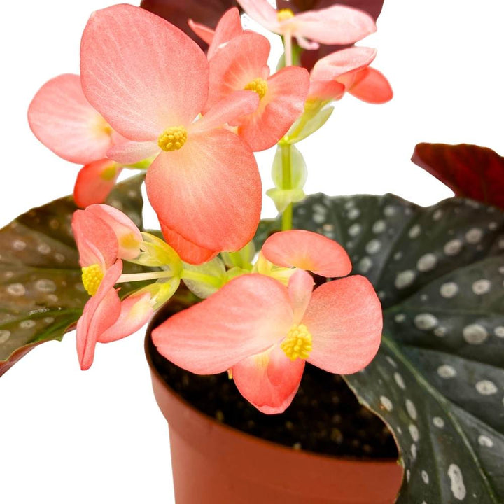 Harmony's Charisma Angel Wing, 6 inch Cane Begonia Huge Silver Tip Pink Flower Polkadots Jagged