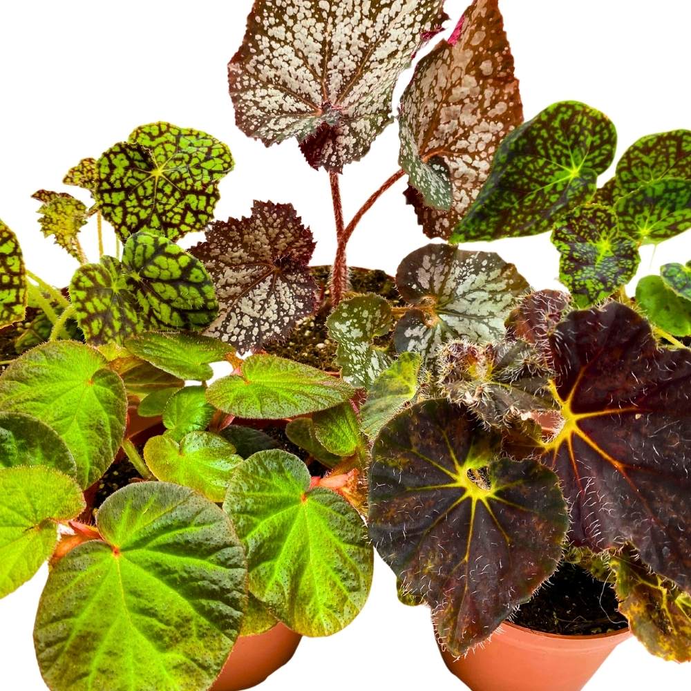 Harmony Foliage Rhizomatous Begonia - Thumbnail 4