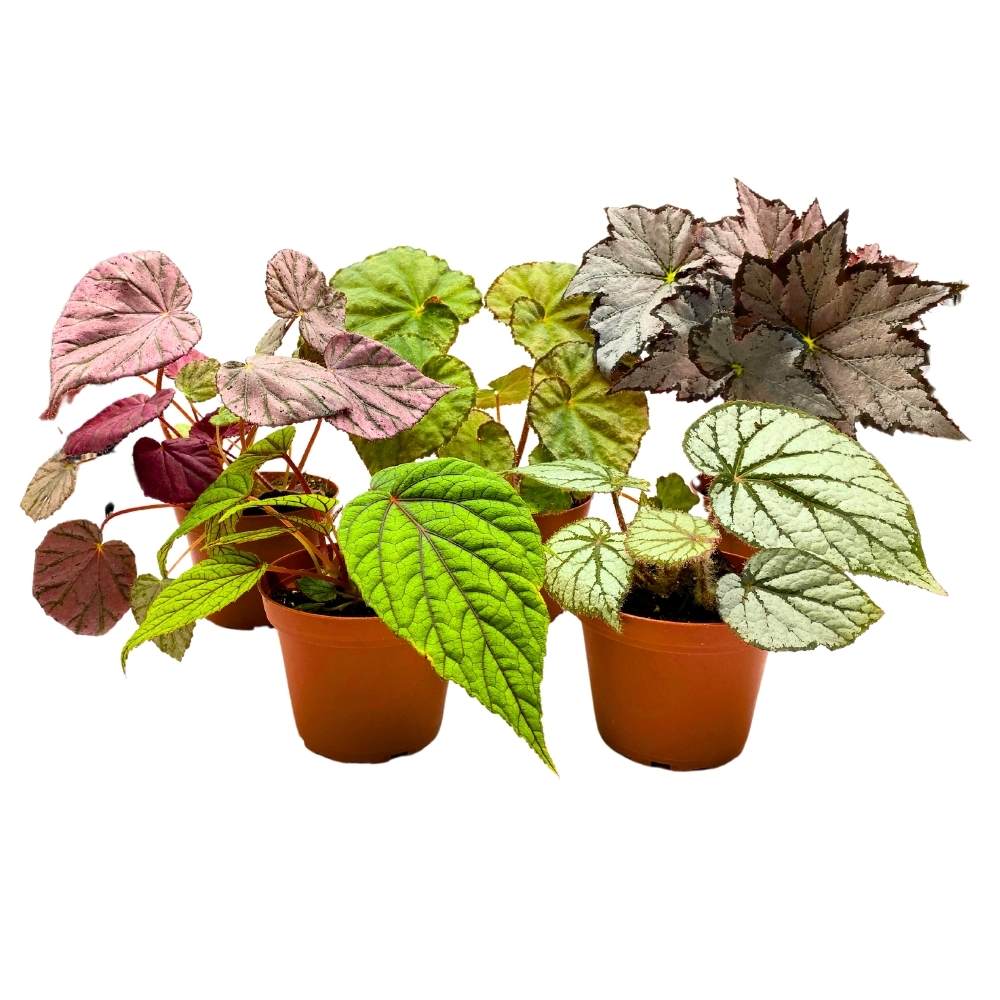 Harmony Foliage Rhizomatous Begonia - Thumbnail 3