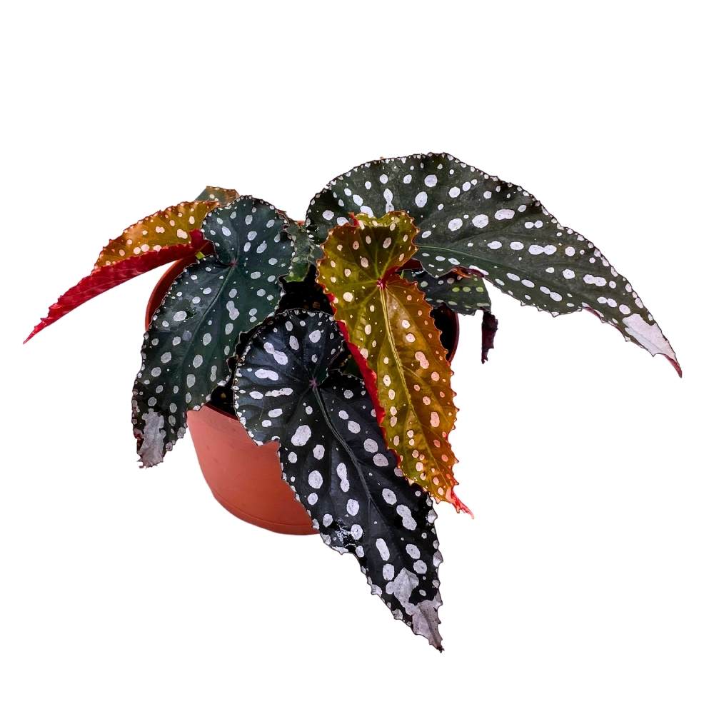 Harmony's Little Cutie Angel Wing, 6 inch Cane Begonia Huge Silver Tip Pink Flower Polkadots Jagged Narrow