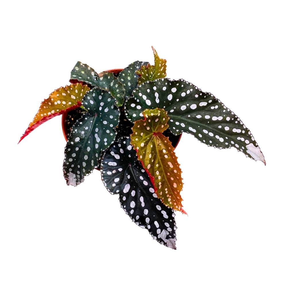 Harmony's Little Cutie Angel Wing, 6 inch Cane Begonia Huge Silver Tip Pink Flower Polkadots Jagged Narrow