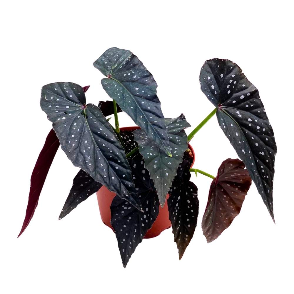 Harmony's Dark Warlock Angel Wing Cane Begonia 6 inch Premium Hybrid