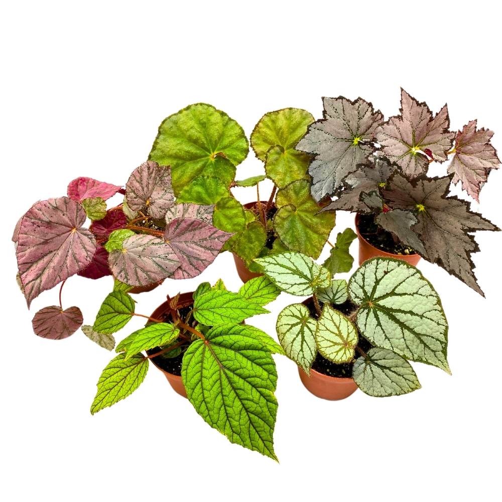 Harmony Foliage Rhizomatous Begonia