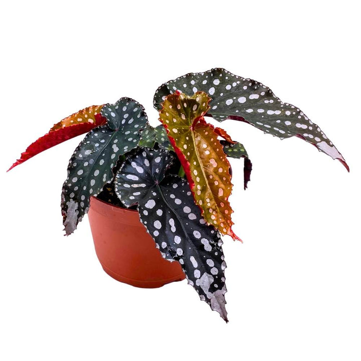 Harmony's Little Cutie Angel Wing, 6 inch Cane Begonia Huge Silver Tip Pink Flower Polkadots Jagged Narrow