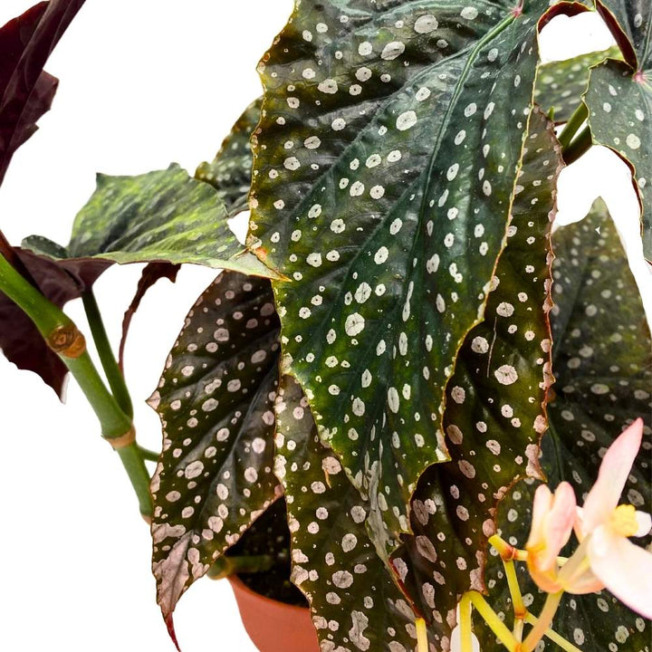 Harmony's Quasimodo Angel Wing Cane Begonia 6 inch Premium Hybrid