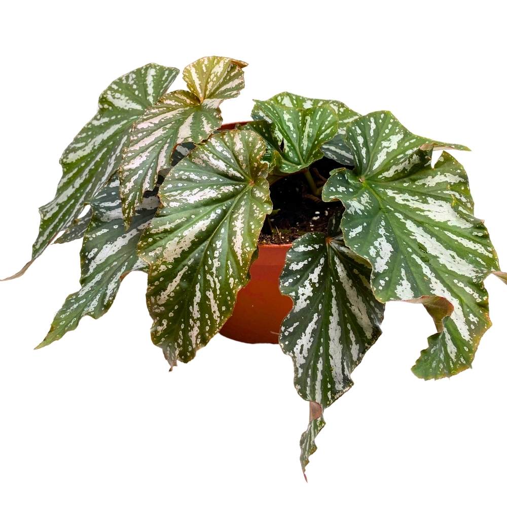 Silver Mist Angel Wing, 6 inch Cane Begonia Green White Streaks