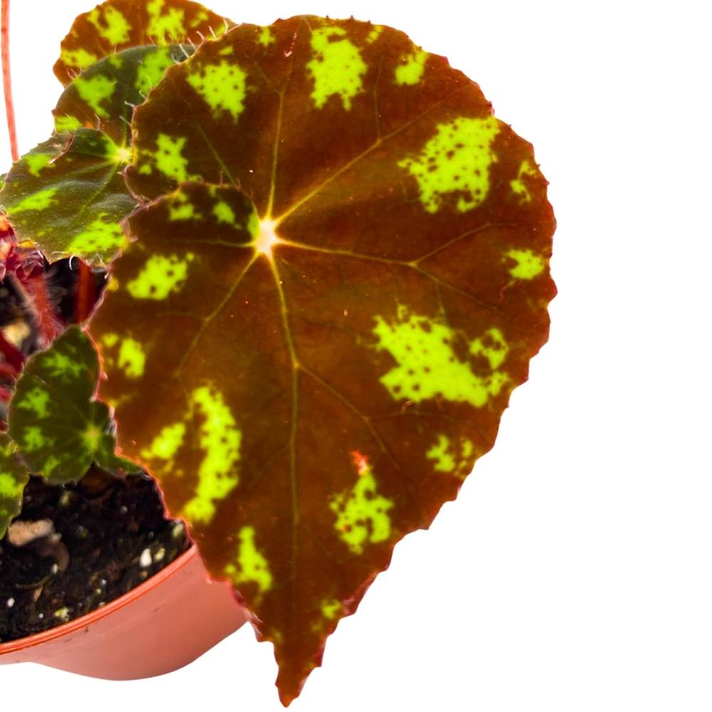 Begonia Kit Kat - Thumbnail 3