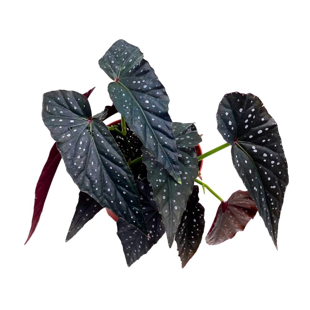 Harmony's Dark Warlock Angel Wing Cane Begonia 6 inch Premium Hybrid