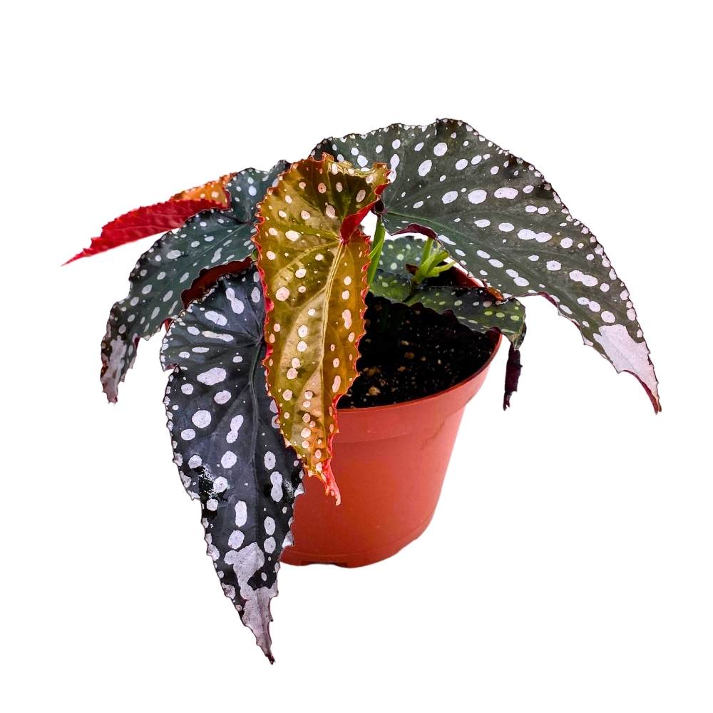 Harmony's Little Cutie Angel Wing, 6 inch Cane Begonia Huge Silver Tip Pink Flower Polkadots Jagged Narrow