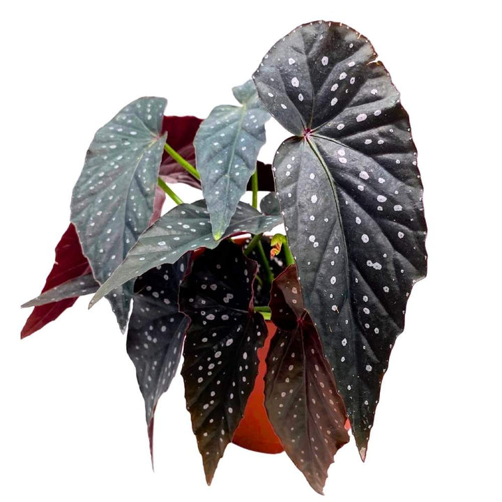 Harmony's Dark Warlock Angel Wing Cane Begonia 6 inch Premium Hybrid