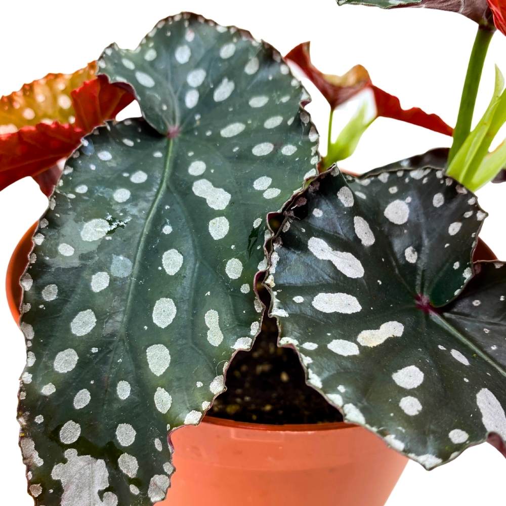 Harmony's Little Cutie Angel Wing, 6 inch Cane Begonia Huge Silver Tip Pink Flower Polkadots Jagged Narrow