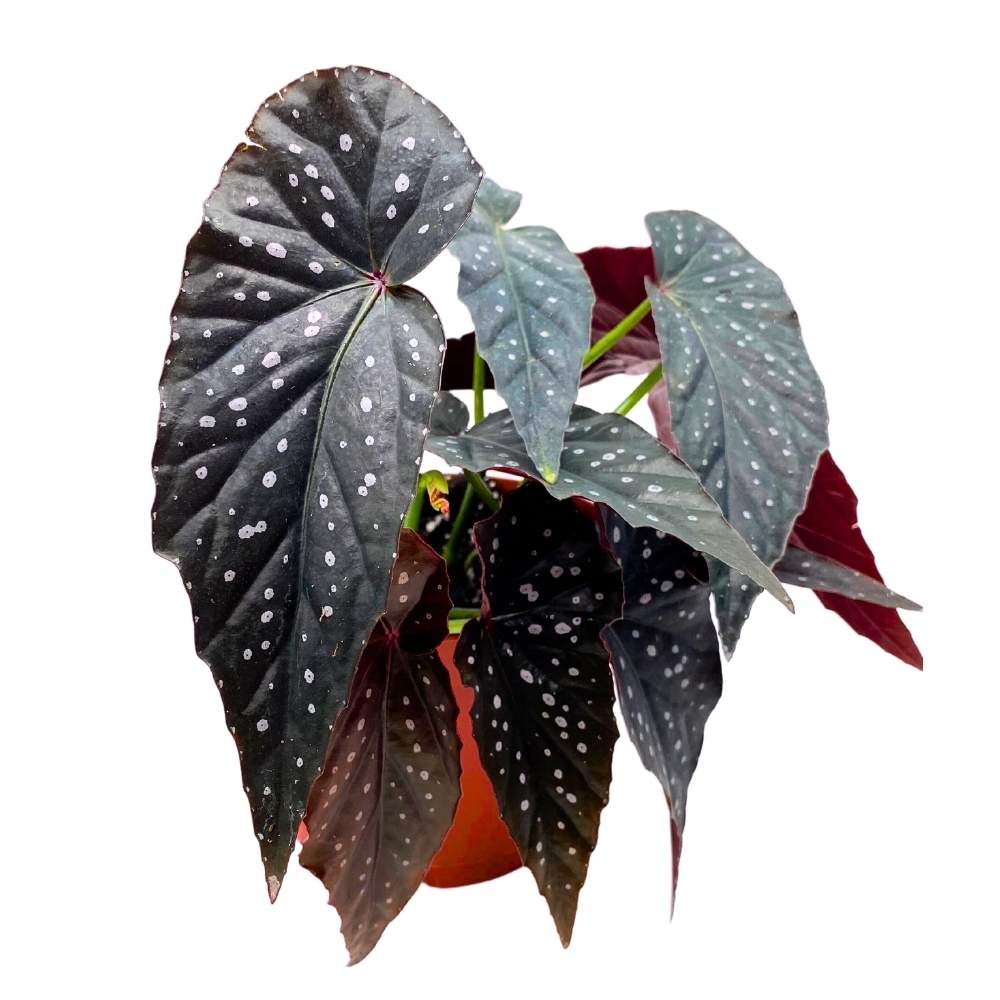 Harmony's Dark Warlock Angel Wing Cane Begonia 6 inch Premium Hybrid