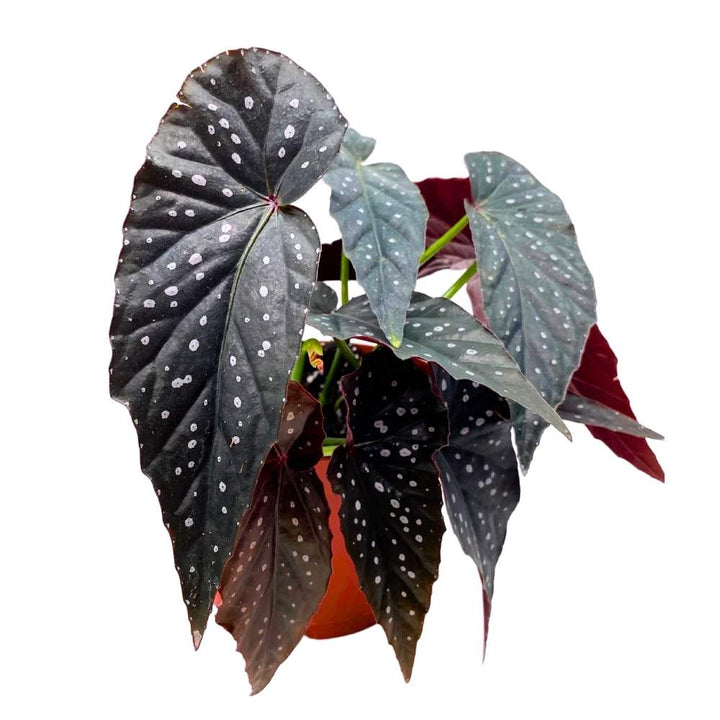 Harmony's Dark Warlock Angel Wing Cane Begonia 6 inch Premium Hybrid