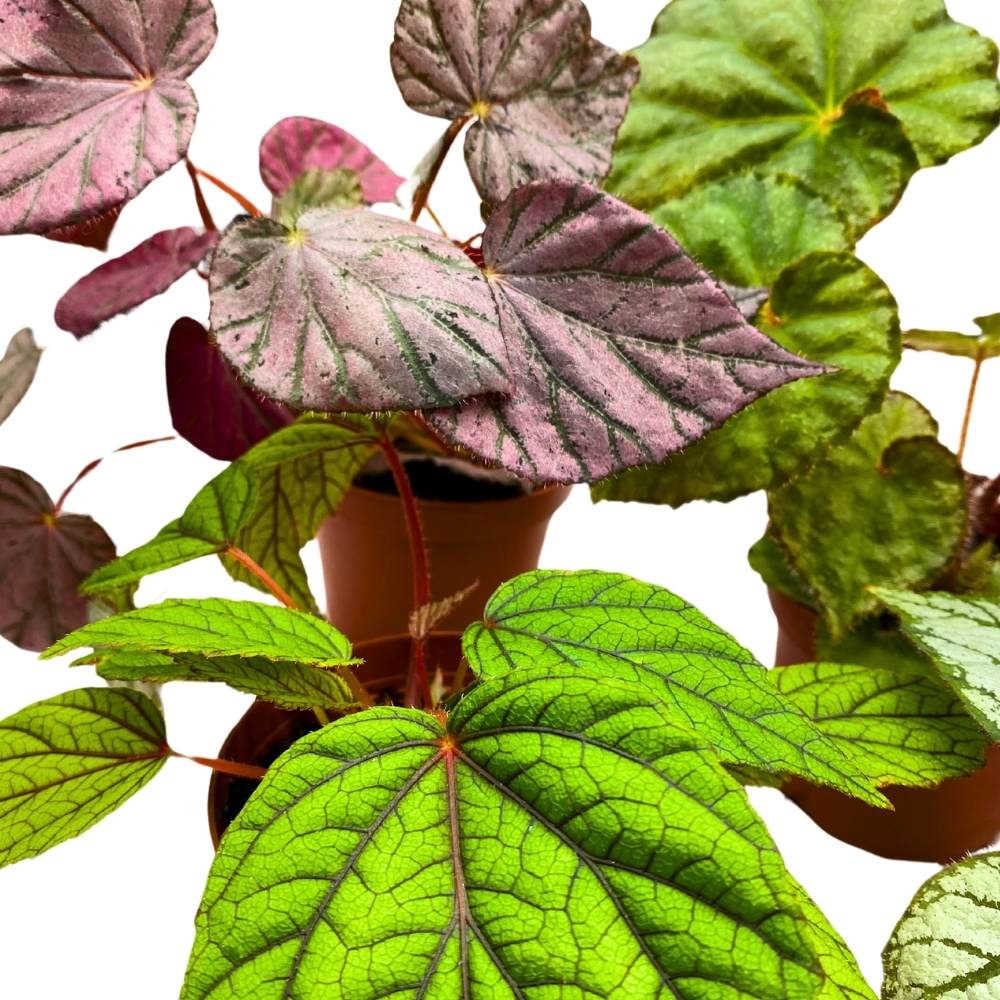 Harmony Foliage Rhizomatous Begonia - Thumbnail 5
