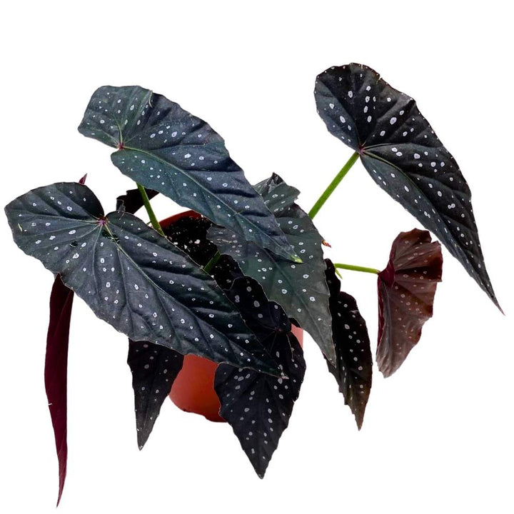 Harmony's Dark Warlock Angel Wing Cane Begonia 6 inch Premium Hybrid