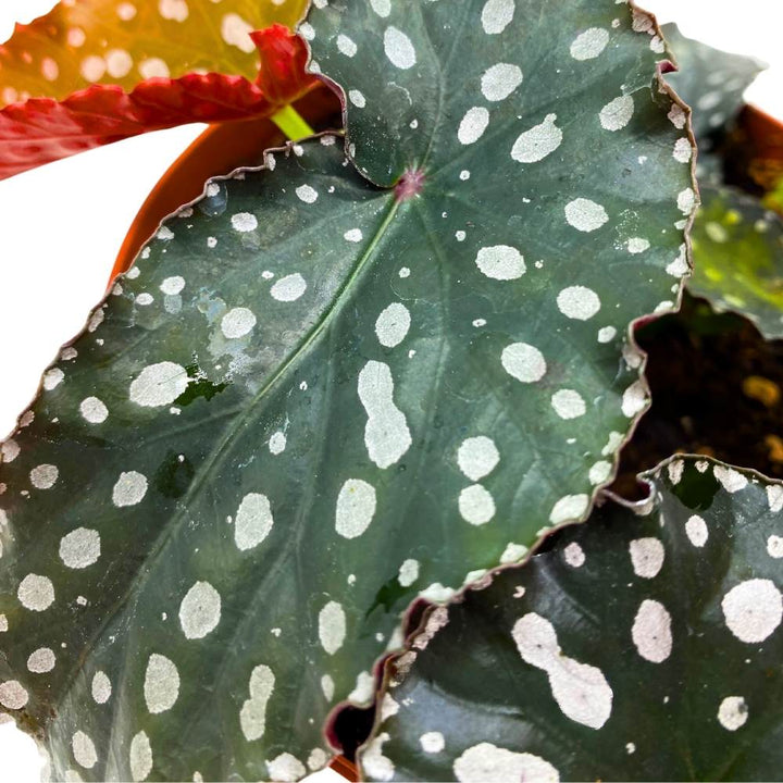 Harmony's Little Cutie Angel Wing, 6 inch Cane Begonia Huge Silver Tip Pink Flower Polkadots Jagged Narrow