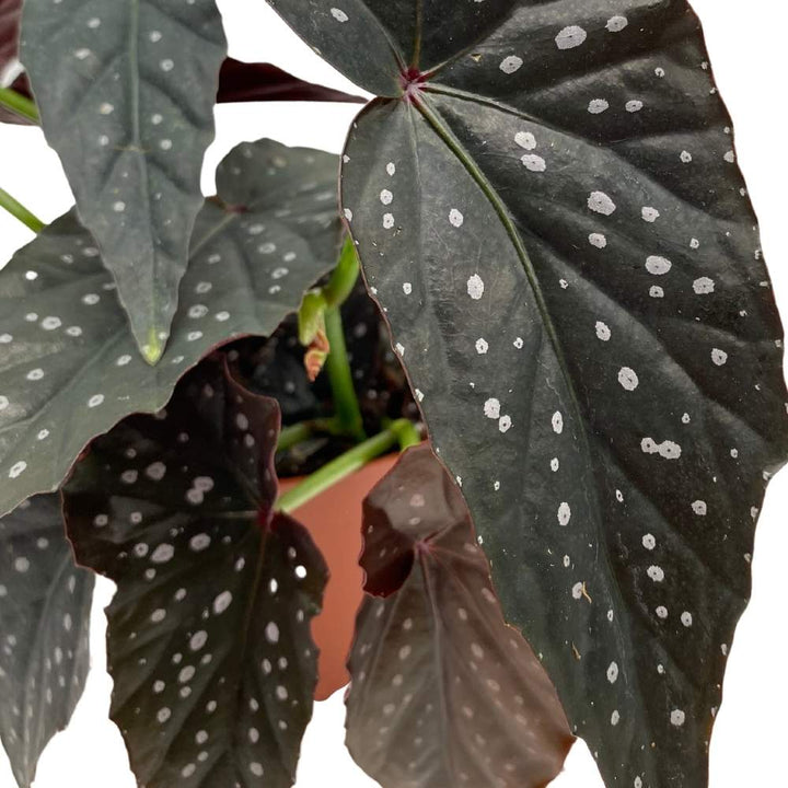 Harmony's Dark Warlock Angel Wing Cane Begonia 6 inch Premium Hybrid