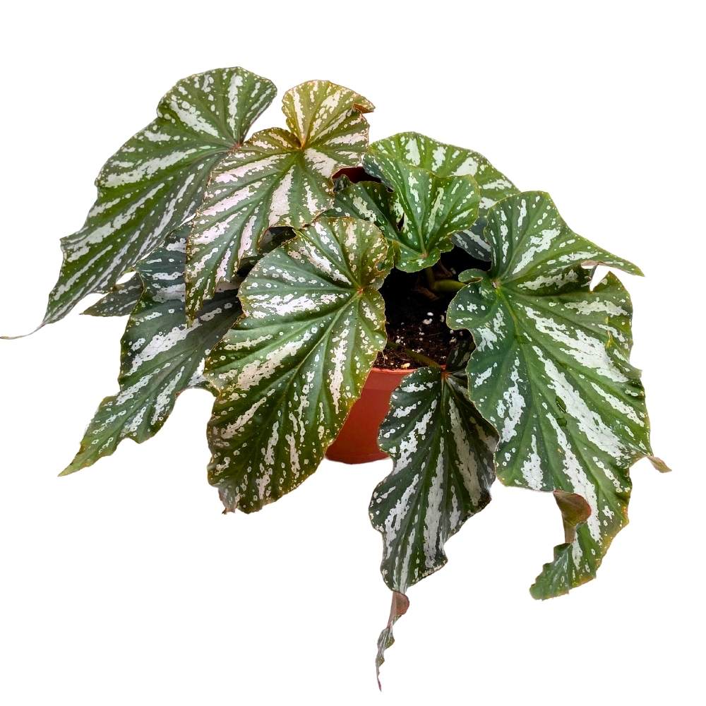 Silver Mist Angel Wing, 6 inch Cane Begonia Green White Streaks