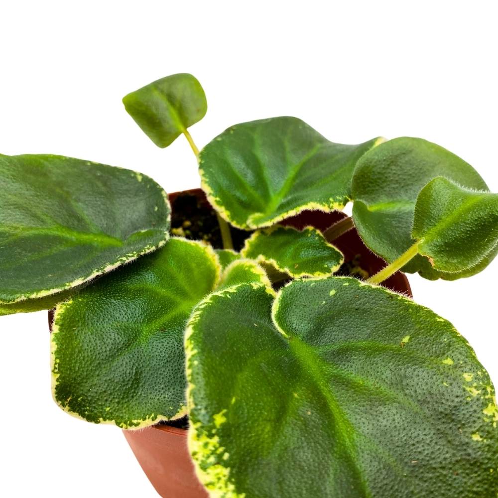 Variegated African Violet Pink Panther, 4 inch Pink Flower Saintpaulia Gesneriads