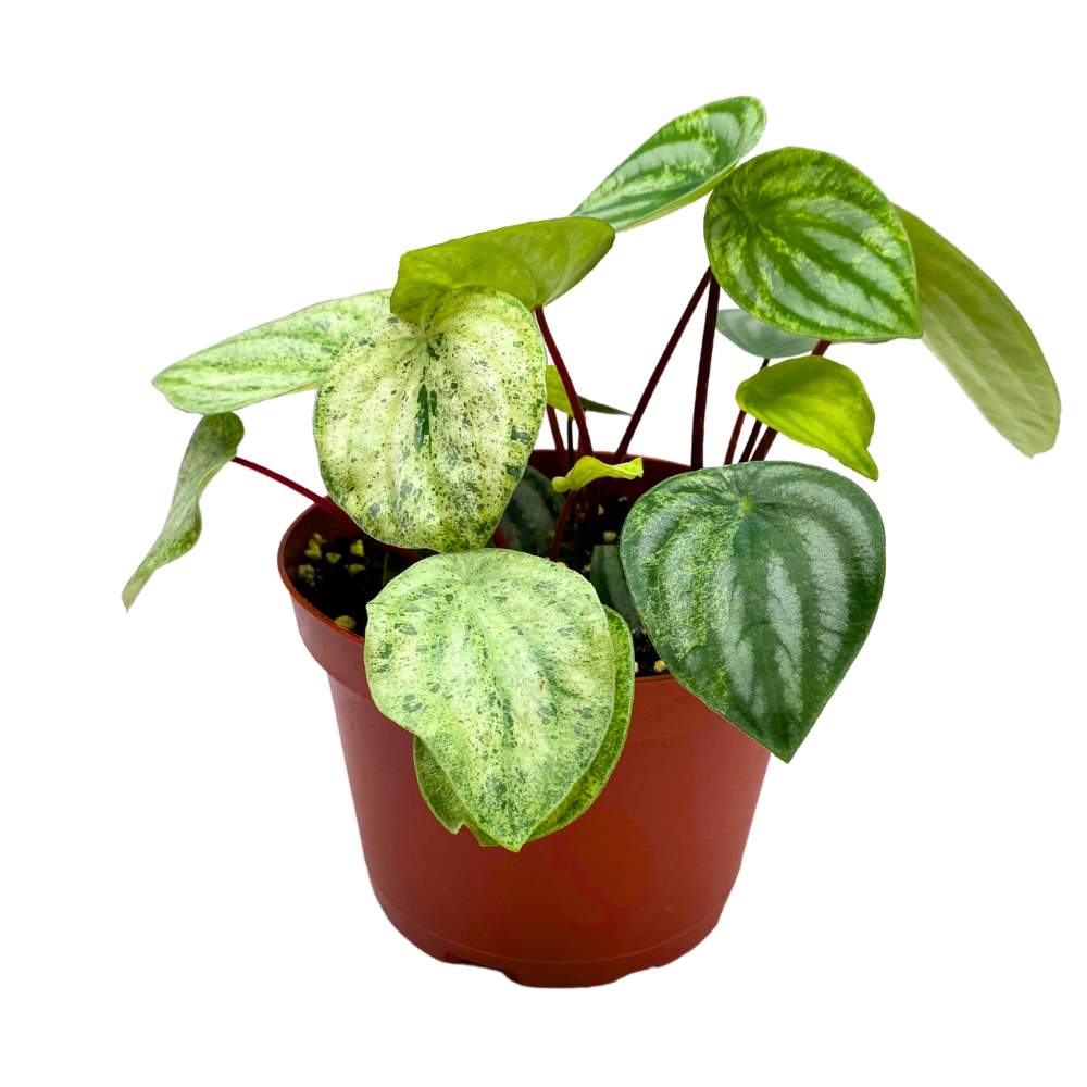 Harmony's Gold Dust Peperomia, Variegated Watermelon Pep Sport