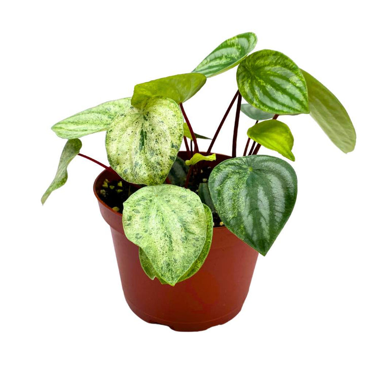 Harmony's Gold Dust Peperomia, Variegated Watermelon Pep Sport