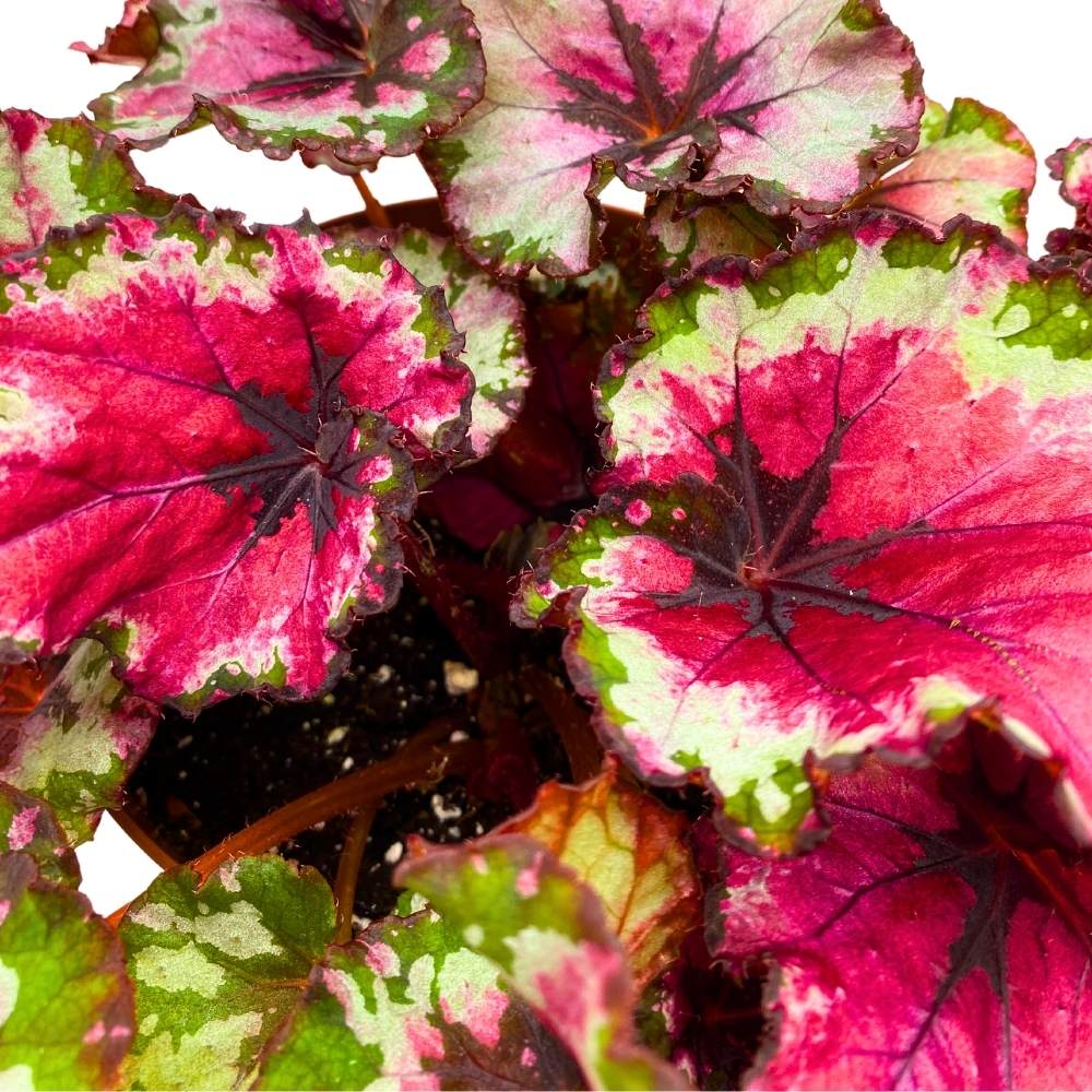 Harmony's Red Rider Begonia Rex 6 inch Pinkish Red Curls