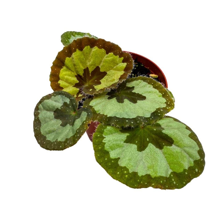 Begonia jingxiensis var mashanica 4 inch Rare