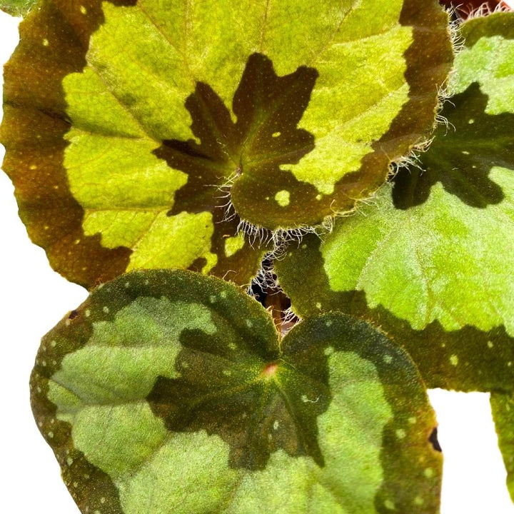 Begonia jingxiensis var mashanica 4 inch Rare