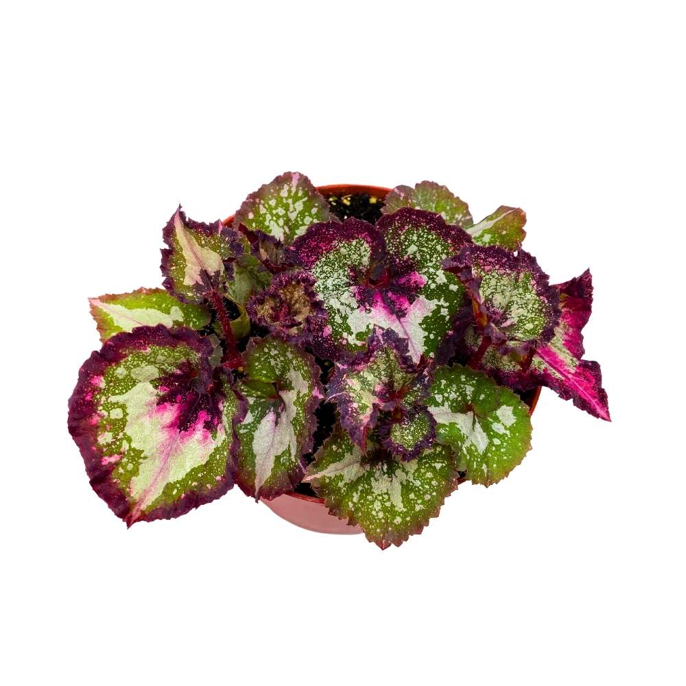 Harmony's First Kiss Begonia Rex 6 inch – Harmony Foliage
