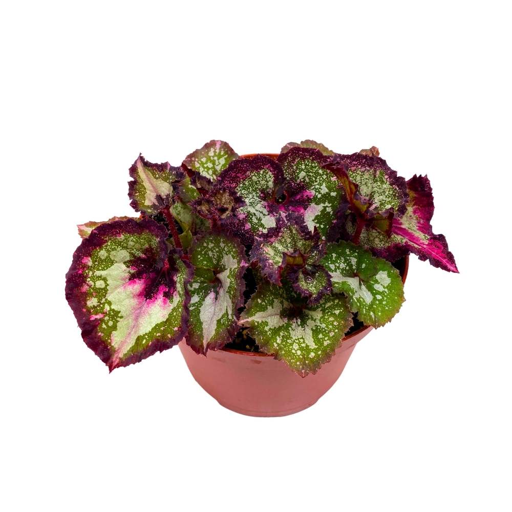Harmony's First Kiss Begonia Rex 6 inch