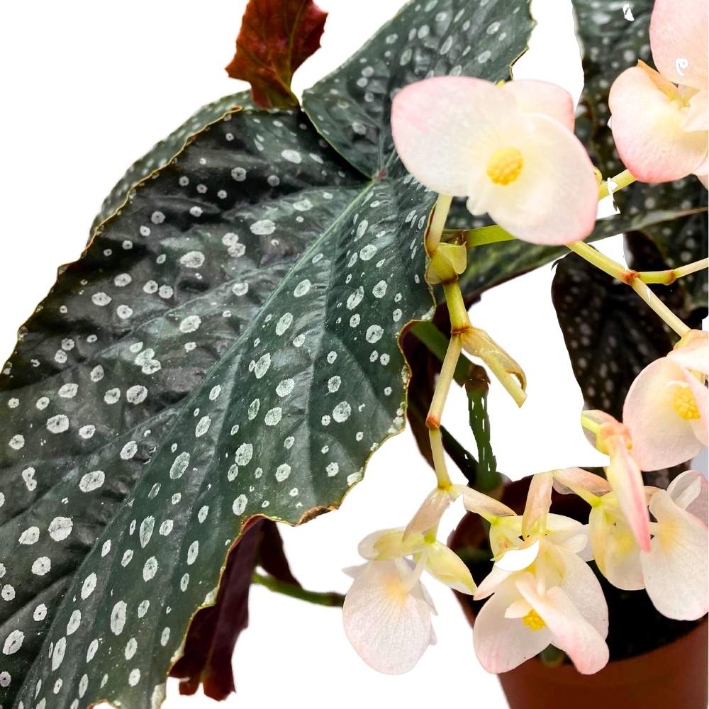 Harmony's Quasimodo Angel Wing Cane Begonia 6 inch Premium Hybrid