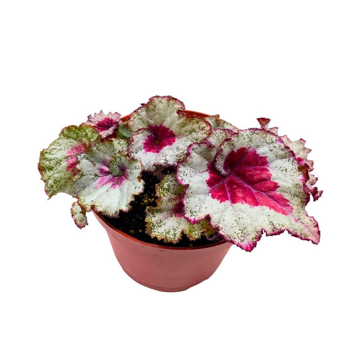 Harmony's Baby Dragon Heart Begonia Rex 6 inch Heart Shaped Spiral Leaf