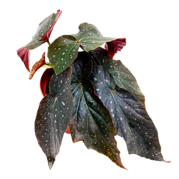 Harmony's Dark Horse Angel Wing, 6 inch Cane Begonia Black Long Leaf Silver Tip Pink Polkadots