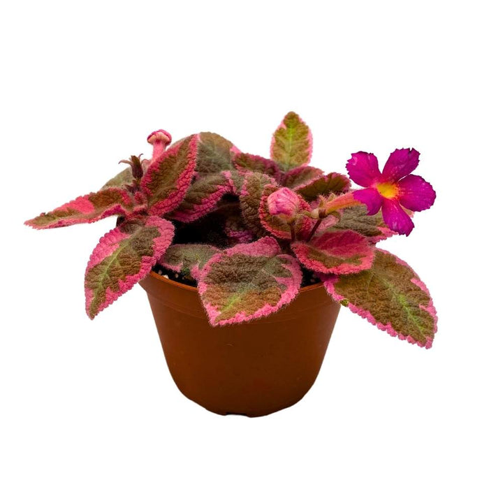 Episcia Pink Smoke Rare Variegated Flame Violet Flowering Gesneriad