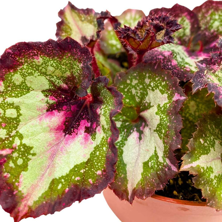 Harmony's First Kiss Begonia Rex 6 inch