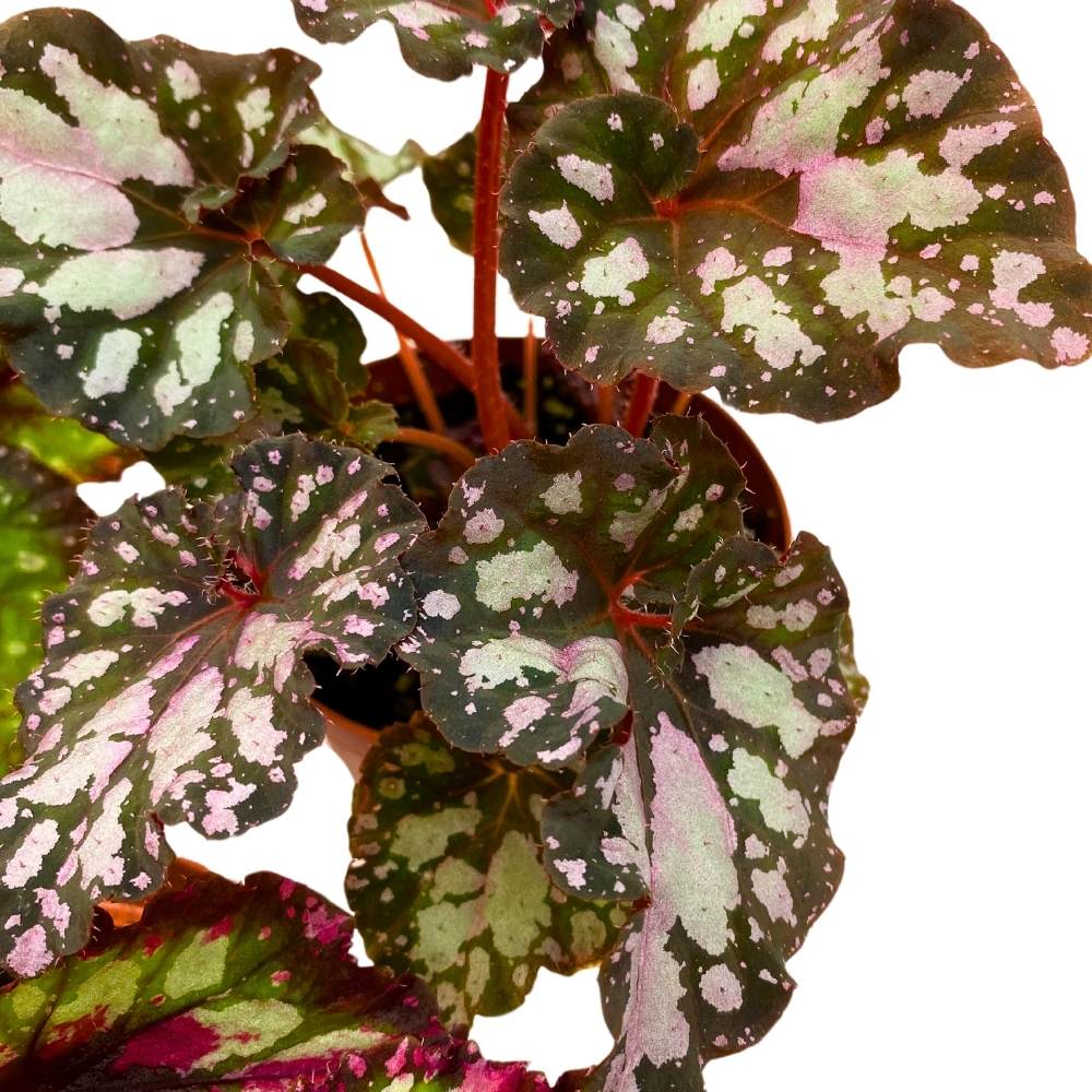 Harmony's Begonia Rex Assortment, 4 inch 3 Different Colorful Rex Begonias