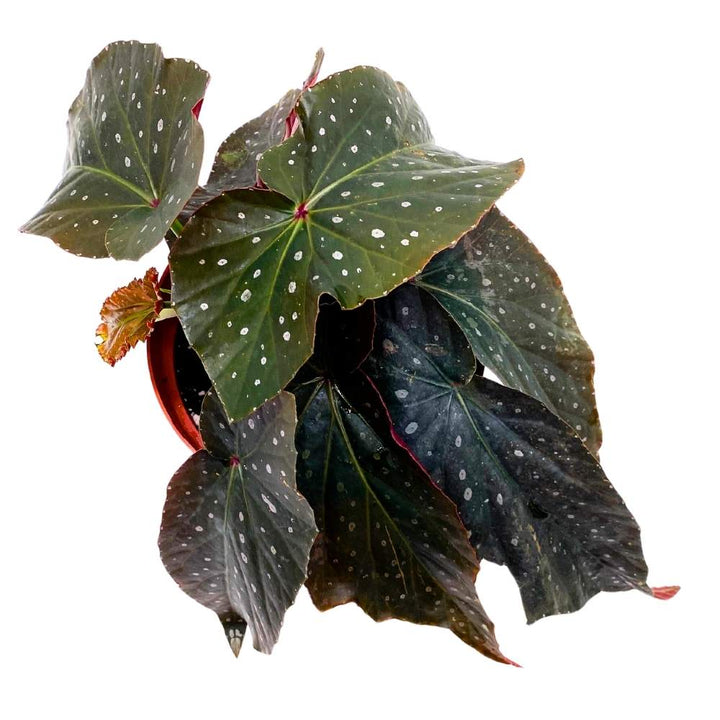 Harmony's Dark Horse Angel Wing, 6 inch Cane Begonia Black Long Leaf Silver Tip Pink Polkadots