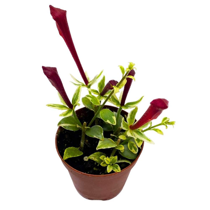 Columnea Broget Stavanger, 2 inch, goldfish plant, lipstick plant, red flower