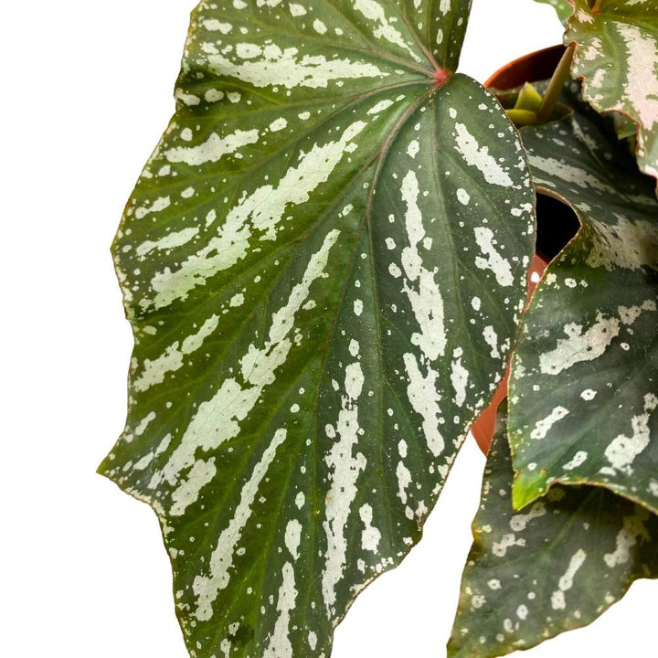 Silver Mist Angel Wing, 6 inch Cane Begonia Green White Streaks