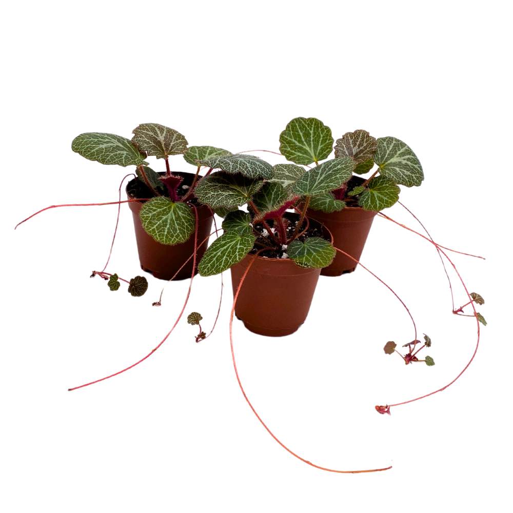 Strawberry Begonia 2 inch Set of 3 Creeping Saxifraga stolonifera