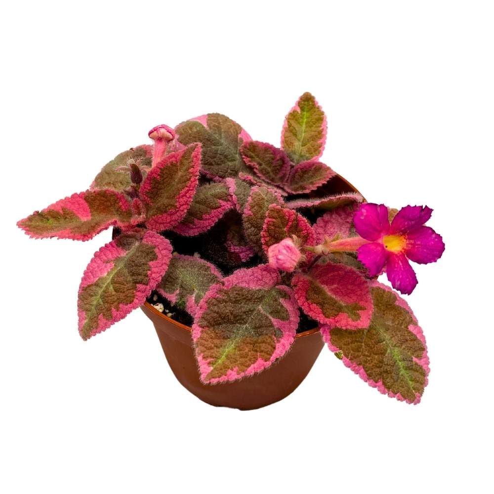 Episcia Pink Smoke Rare Variegated Flame Violet Flowering Gesneriad