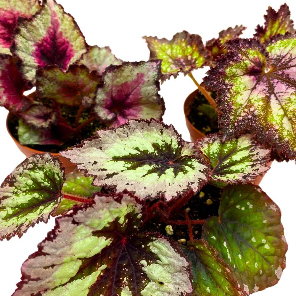 Harmony's Begonia Rex Assortment, 4 inch 3 Different Colorful Rex Begonias