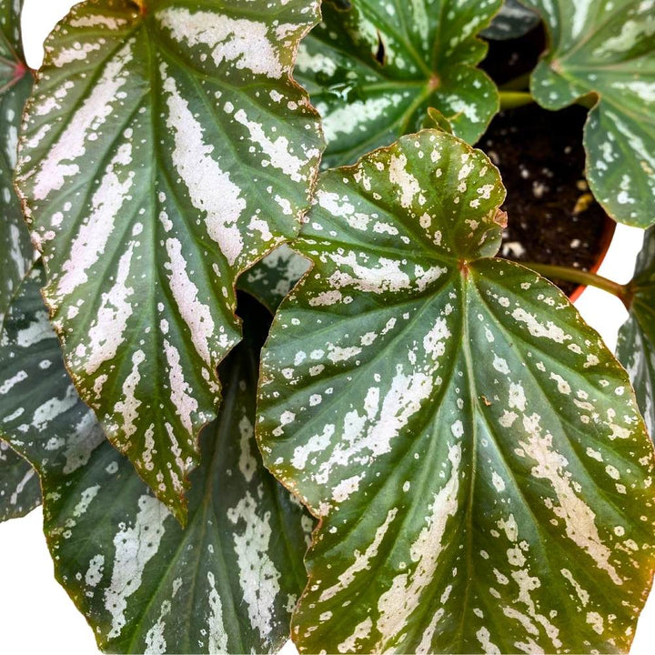 Silver Mist Angel Wing, 6 inch Cane Begonia Green White Streaks