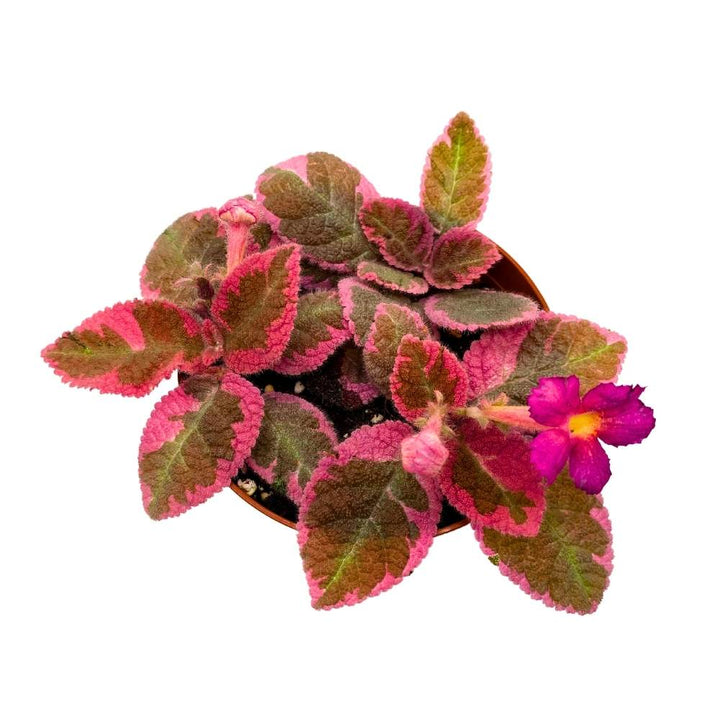 Episcia Pink Smoke Rare Variegated Flame Violet Flowering Gesneriad