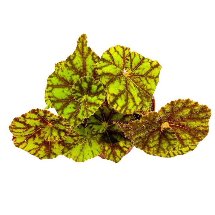 Cowardly Lion Begonia Rex 6 inch Yellow Green Striped Spiral