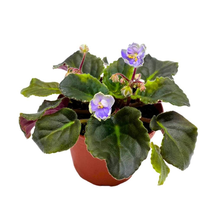 African Violet K's Sage Wand, 4 inch Light Purple Flower Saintpaulia Gesneriads